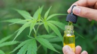 Cannabis works better than opioids for back pain in two European studies