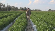 South Carolina issues $38 million in Helene relief to farmers, forest landowners