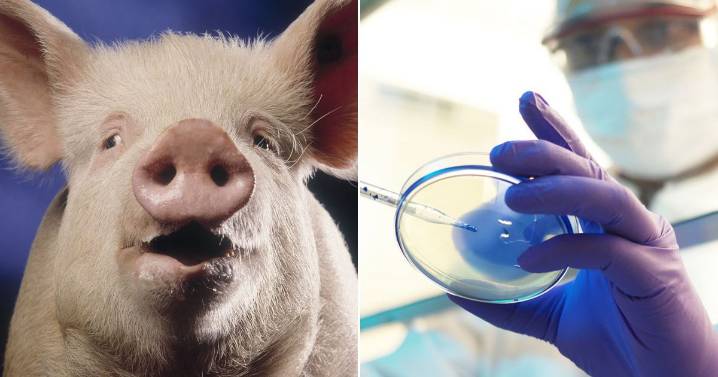 Fish skin grafts and pig heart transplants - bizarre biotech hacks helping us live longer