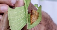 Oruga Peluche: ¿Qué hacer ante la picadura del insecto más tóxico de Norteamérica?