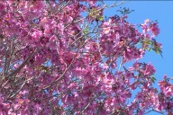 El Vivero Municipal de Paraná refuerza la producción de especies nativas para espacios verdes
