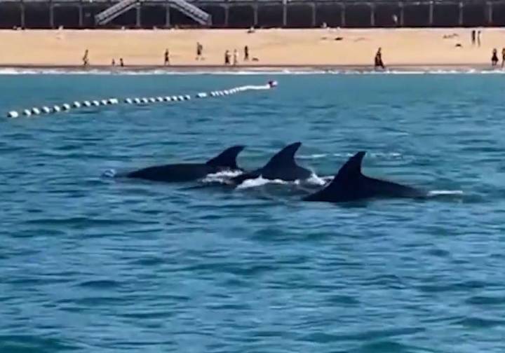 Los delfines se dan un baño en La Concha