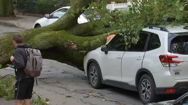 Tree crashes down onto moving vehicle in Somerville