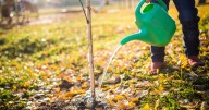 How to prep trees and perennials for winter during a drought