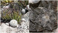 23 cactáceas de San Luis Potosí que están amenazadas o en peligro de extinción