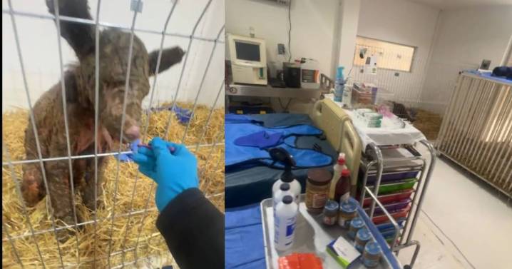 Así la recuperación de la osa Mina tras tres semanas de rehabilitación (VIDEO)
