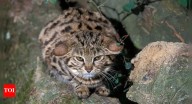 The world’s fiercest small cat: Know about the rare and remarkable Black