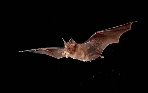 Declara Congreso el 14 de octubre 'Día Estatal de la Protección al Murciélago'