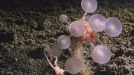 Scientists Just Found a 'Death-Ball' Sponge and a Whole Bunch of Other Deep