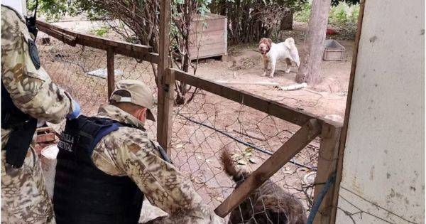 Rescataron más de 80 perros que estaban encerrados en una casa
