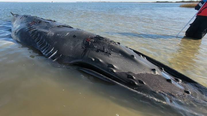 Humpback whale dies stranded at NJ shore, hurt by propeller