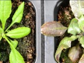 Descubrieron que las plantas producen su propia aspirina cuando sufren estrés