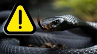 Serpiente negra: ¿qué hacer si aparece una en el jardín?
