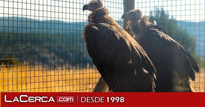 El Gobierno regional impulsa la mayor suelta de buitres negros en el Parque Natural del Alto Tajo, con la liberación de 16 ejemplares