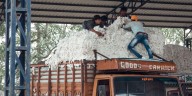 Cotton procurement in Telangana runs into rough weather with ginning mills boycotting tenders