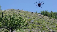 Los drones sobrevuelan a medio gas las viñas de Ribeira Sacra: solo se aplican abonos y está prohibido fumigar
