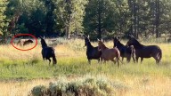 Yellowstone Guide Loves The Backcountry, Where His Mules Chase Grizzlies Away