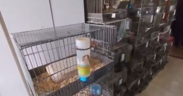 Desmantelaron un criadero ilegal que tenía decenas de animalitos: así los encontraron