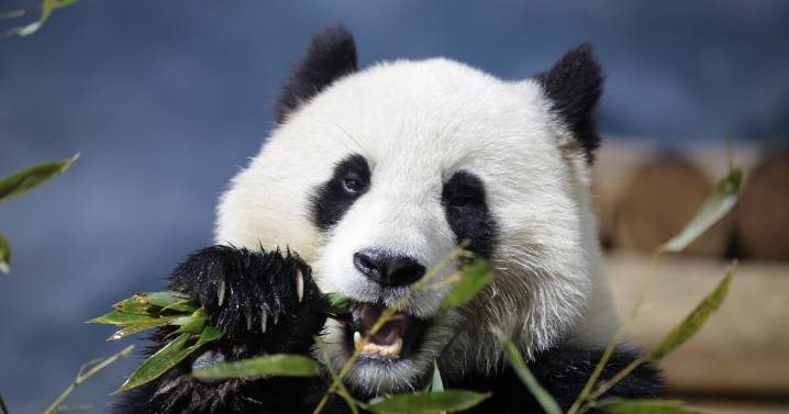 Smithsonian museums and National Zoo set to close as shutdown takes its toll