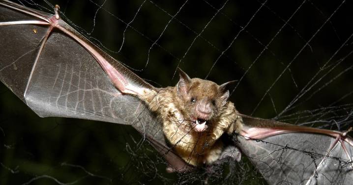 Tiny bat-like drones could save lives in bad conditions