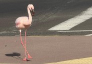 ¿Qué es lo que hace un flamenco en la avenida marítima de Puerto del Rosario?