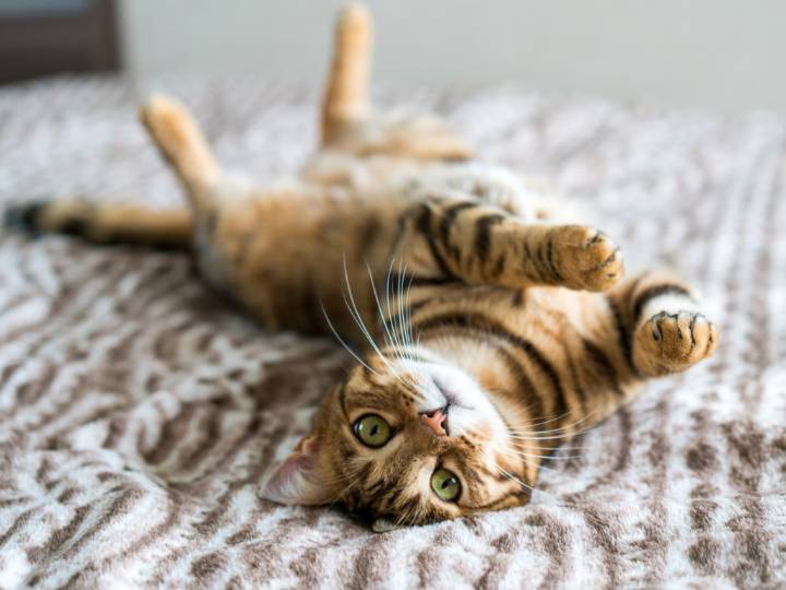 Senior Cats & Kittens Alike Are ‘Obsessed’ With This $10 Variety Toy Pack That Has ‘Something for Every Cat Personality'