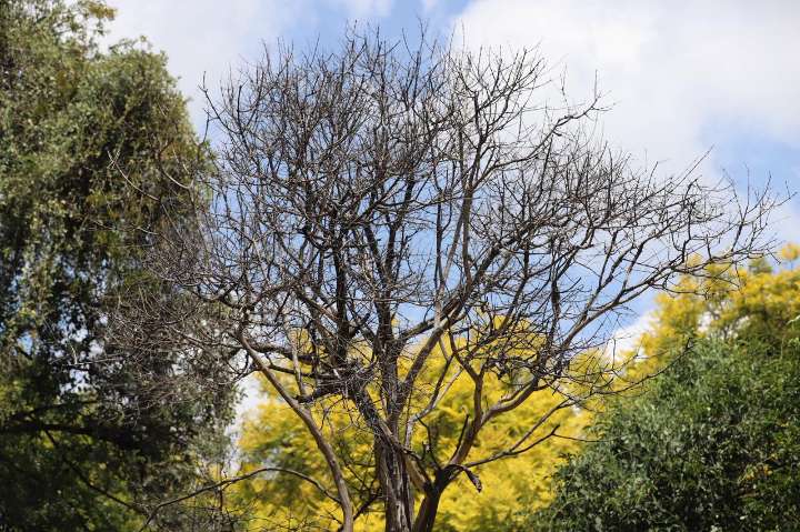 El 60 por ciento de árboles en la Alameda Hidalgo tienen plaga de muérdago