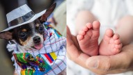 Menos bebés y más mascotas: 2 de cada 3 hogares colombianos tienen un animal de compañía