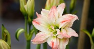 Plant these flowers now to help battle the winter blues