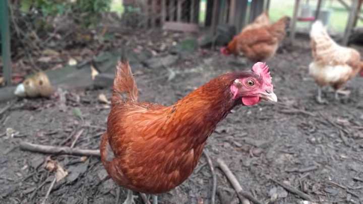 It’s avian influenza season again. Here’s how to be prepared