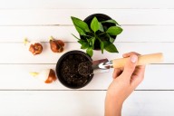 El secreto de los jardineros. Qué efecto tiene el café en las plantas de arándanos y azaleas