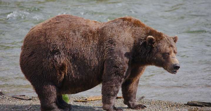 Chunk takes Fat Bear Week 2025 crown after years of coming in second place