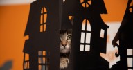 Keep pets safe from spooky scares: Halloween spells from Southern Utah’s Best Friends
