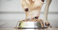 Retiran alimento para perros por bacteria peligrosa que también afecta a humanos: esto dice la FDA