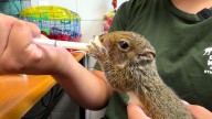 Visit animals at Orlando's Back to Nature Wildlife Refuge