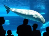 No funding for 30 Marineland belugas amid park's threats to euthanize