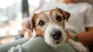 Qué significa que tu perro no se despegue de vos, según expertos