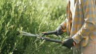 Las plantas que deben podarse en octubre para que rebosen de flores en primavera: lo corroboran los expertos