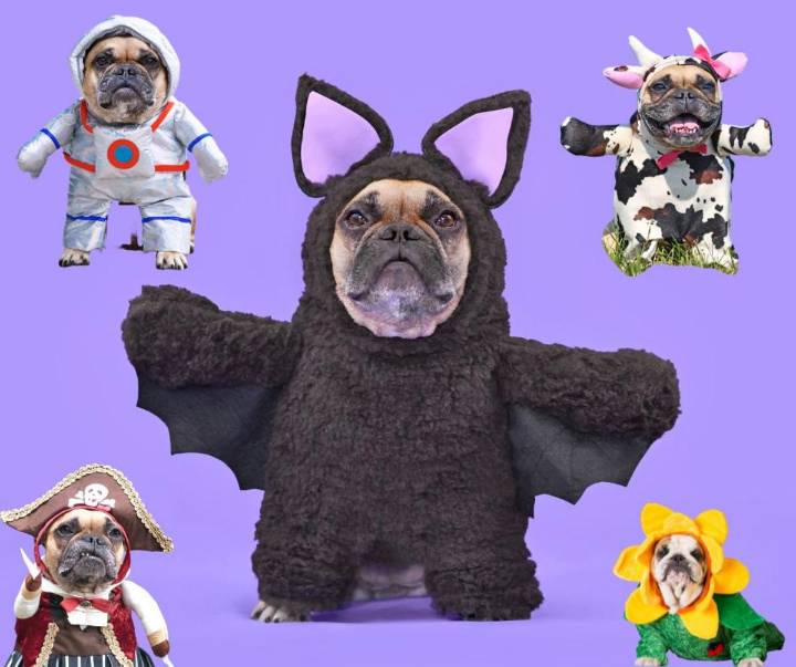 McLean County Hosting a Costume Contest for Dogs