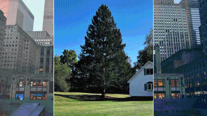 Rockefeller Center Christmas tree revealed! Key dates to know