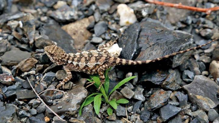 China: Researchers discover new mountain lizard species Diploderma bifluviale