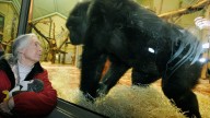 Jane Goodall’s gift to us: Seeing animals as both kin and mystery