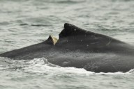 Humpback calf being monitored after it was struck by Hullo ferry in Vancouver