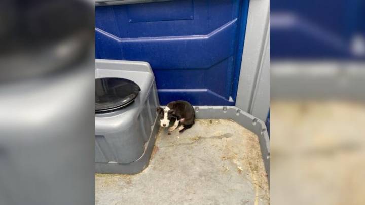 A Tiny Pup Left In Outdoor Toilet In Indiana Finds Learns To Trust Again In Foster Care