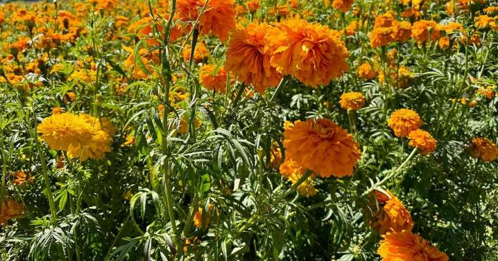 Bienvenida, cempasúchil: En Tenango del Valle está lista la cosecha para el Día de Muertos