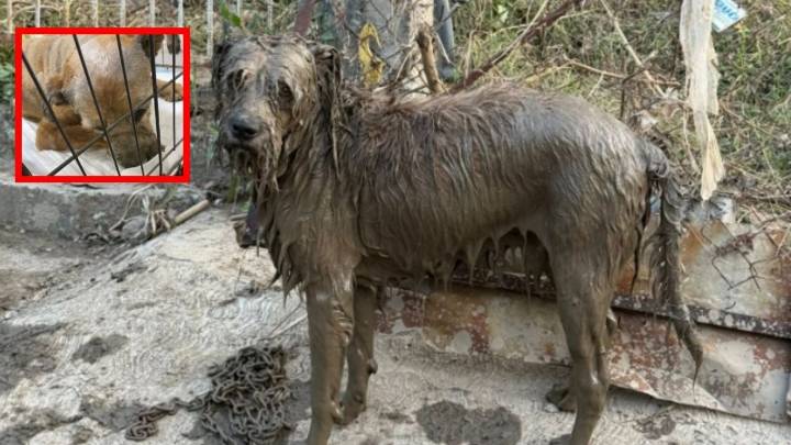 Jarocho, el perrito que fue salvado de ahogarse en Poza Rica, la corriente lo arrastró y tras días en el lodo tiene nueva familia