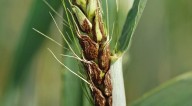 Shira urges Scientific Study to tackle crop diseases