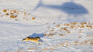 Colorado's wolves have moved into border areas of these three states