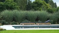 Ni ficus ni palmera: la planta de jardín perfecta para evitar que espíen los vecinos