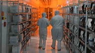 US-China trade dispute over a little-known Dutch chipmaker could halt car production and send prices higher